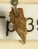 Habitus, dorsal view: !! display not done !! on Entylia gemmata (Germar, 1821): (Observation).