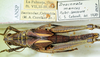 CollectionObject 1498817; d9801811-edea-4dbe-8727-8ee644bd931e: 2012. female with labels, lateral view. (CollectionObject).