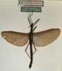CollectionObject 1560367; NMW 1128', 84976c20-7d6f-4721-97de-97a0398a2d00: copyright NMW, Vienna. female (syntype). (CollectionObject).