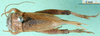 CollectionObject 1502226; 13803a95-118e-46d4-8349-c0302b413511: female, dorsal view. (CollectionObject).