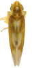Habitus, dorsal view on Erythridula electa (McAtee, 1920): Habitus (paratype of E. tietzi Ross & DeLong, INHS collection). (Observation).