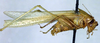 CollectionObject 1502878; 2aa98a45-b30b-4d26-8ded-24b1d3c9e8be: male, lateral view. (CollectionObject).