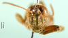 CollectionObject 1501307; f5261c29-1914-4ae2-ba55-cb7885476066: male, frontal view (holotype). (CollectionObject).