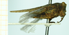 CollectionObject 1587050; 7bd76f55-aee3-429a-8337-32115fdc5a66, NHMUK010924794: female, lateral view (paralectotype). (CollectionObject).