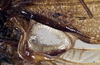 CollectionObject 1531884; 02d5478b-adca-49cc-826e-11c1ef61991a: male mirror (holotype). (CollectionObject).