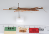 CollectionObject 1562578; 88a3d1ba-c896-428e-ba90-957fb9e8fb42: copyright ZMUH, Hamburg. male, lateral view of synonym Marmessoidea conspurcata (paralectotype). (CollectionObject).;CollectionObject 1562579; edb6ee46-2efd-48b7-90b2-693c3f41fe14: copyright ZMUH, Hamburg. male, lateral view of synonym Marmessoidea conspurcata (paralectotype). (CollectionObject).
