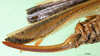 CollectionObject 1500153; dd206c98-bcef-4cf6-a4a8-2c800c374907: ovispositor (holotype). (CollectionObject).