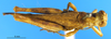 CollectionObject 1505443; 9652b885-87fe-49a8-aec0-622465b7f30f: male, dorsal view (Dericorys maculata). (CollectionObject).