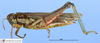 CollectionObject 1514324; MLP3379, 0afad15c-8014-4496-a397-45326baa5a24: female, lateral view (paratype). (CollectionObject).