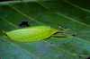 CollectionObject 1536713; bd4423c6-bca7-462b-ae87-c051c90ae0b8, CH3293: male. (CollectionObject).