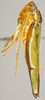 Habitus, lateral view on Catagonalia lunata (Signoret, 1854): Lateral. (Observation).