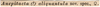 CollectionObject 1500363; f7d0ae29-93ad-4026-a79c-d05ce38bbefa, DORSA BTxipaliHTF: labels (holotype). (CollectionObject).
