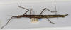 CollectionObject 1570613; 4e35e73f-82f0-4bc2-a824-a2563ccd1980: copyright MONZ, New Zealand. female of synonym Acanthoxyla speciosa (paratype). (CollectionObject).