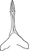 Aedeagus, ventral view on Arboridia (Arboridia) pusilla (Ribaut, 1936): Aedeagus, ventral view. (Observation).