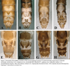Leuctra hippopoides Kacanski & Zwick, 1970: (Otu).