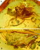 CollectionObject 1521598; AMNH DR-15-152, 221f98d0-8ee1-4075-b5c6-2c5bded86963: oblique ventral view (A) and dorso-lateral view of habitus (B). (CollectionObject).
