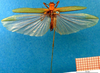 CollectionObject 1500712; b1f2604c-eaea-4aa2-848a-c20ab47707e8: male habitus dorsal view (syntype). (CollectionObject).