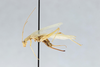 CollectionObject 2869078; 341e4dac-6660-4746-9017-3849543e7d78, CNCI 1155295: Oecanthus argentinus. (CollectionObject).