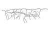 Aspidophyma americana Bolívar, 1884: Fig. 20. male thorax, lateral view. (Otu).