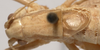 CollectionObject 1527092; ae1f098b-1048-4f8a-9c3e-401653cec50e: male pronotum and right tegmen, dorsal view (holotype). (CollectionObject).