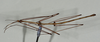 CollectionObject 1558057; d5c4f1ba-3460-4fd3-a166-fc7df23d03dd: copyright USNM, Washington. (CollectionObject).