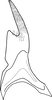 Stylus: !! display not done !! on Maiestas horvathi (Then, 1896): Stylus. (Observation).