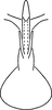 Aedeagus, ventral view on Erythridula planerae Dmitriev & Dietrich, 2009: Aedeagus (holotype), ventral view. (Observation).