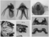 Melanoplus indigens Scudder, 1897: male genitalia. (Otu).