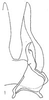 Subgenital plate: !! display not done !! on Scaphoidula Osborn, 1923: Stylus and sugential plate, dorsally. (Observation).