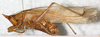CollectionObject 1531618; NMW 23084, a66a4119-2105-4adf-a34e-cf5d9ef9e7ff: male, lateral view (lectoytype). (CollectionObject).