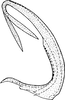 Aedeagus, lateral view on Colladonus torneella (Zetterstedt, 1828): Aedeagus, lateral view. (Observation).