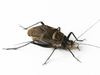 CollectionObject 1588714; f70427c2-e511-4ca3-8d6d-7221fd799a0d: male. (CollectionObject).