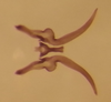 Connective on Rugosella obrienorum (Freytag & DeLong, 1971): Male holotype [OSU]: connective and styles, dorsal view. (Observation).