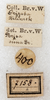 CollectionObject 1566795; NMW 7158, 79e2fcfb-fe1f-4cff-b327-5fead21779a8: labels (syntype of Phrixa sima). (CollectionObject).