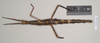 CollectionObject 1559877; NHMUK(SF IMPORT DUPLICATE) 845086, cec9353d-0311-4129-b4c7-132ab6f7d6e5: copyright Natural History Museum, London. female of synonym Monandroptera inuncans (lectotype). (CollectionObject).