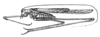 Arethaea phantasma Rehn & Hebard, 1914: Pg. 162, Fig. 71 (after type). male, lateral view (body length 16.6 mm). (Otu).