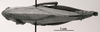 CollectionObject 1526367; efa3261a-67f6-41fe-940f-c7c507473351: female, dorsal view. (CollectionObject).