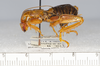 CollectionObject 1591152; aac4a978-e4ef-46df-8e5f-9cead9d05fed: male, lateral view (holotype). (CollectionObject).