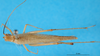 CollectionObject 1502367; fb9496f6-5cdf-424d-8089-f21baede6aa6: female, dorsal view (paralectotype). (CollectionObject).