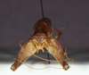 CollectionObject 1565385; 75cde9f3-1800-43ae-ac3d-97404a90be05: male, caudal view (holotype). (CollectionObject).