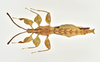 CollectionObject 1590521; 5ebf068b-3930-4591-b6d5-d6dad50672a1: copyright IMQC. male, ventral view (holotype). (CollectionObject).