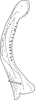 Subgenital plate, ventral view on Edwardsiana prunicola (Edwards, 1914): Subgenital plate. (Observation).