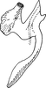 Aedeagus, lateral view on Arboridia (Arboridia) cerna Dworakowska, 1977: Aedeagus, lateral view. (Observation).