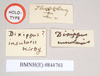 CollectionObject 1559251; 1093c59f-8e59-4f1d-8c45-0ad53cd66496: copyright Natural History Museum, London. female, data labels of Dixippus insularis (holotype). (CollectionObject).