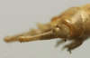 male cerci (lectotype). Depicts CollectionObject 1535072; 179ea9f6-d1aa-4703-bc4d-0d54d9524364, a CollectionObject.