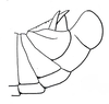 Basutacris scotti Dirsh, 1953: Fig. 26. male abdomen tip, lateral view. (Otu).