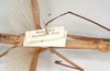 CollectionObject 1558845; NHMUK(SF IMPORT DUPLICATE) 845064, cd03d598-1739-4d2f-83fa-f6208436612e: copyright Natural History Museum, London. female, data labels (holotype). (CollectionObject).