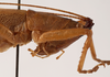CollectionObject 1534479; 81481b8a-ae76-440c-8b51-270c82c5f1da: female pronotum lateral (holotype). (CollectionObject).