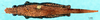 CollectionObject 1578004; 1a625824-0f86-414f-9a92-0e852f6363b2, DORSA EXrospalF01: female, dorsal view. (CollectionObject).
