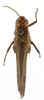 CollectionObject 1520138; d5fc3129-6d86-44d6-9c3a-56d07783388d: BMNH United Kingdom, London. female, dorsal view (holotype). (CollectionObject).